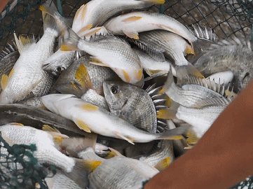 珠海這條魚，游進(jìn)了央視！——農(nóng)產(chǎn)品品牌化的成功之路