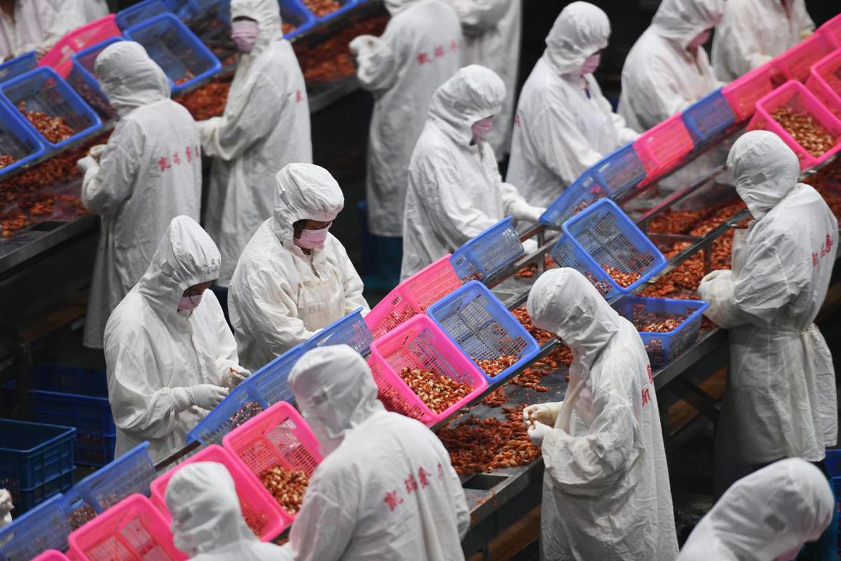 江西彭澤 小龍蝦產業集群助力農村奔小康